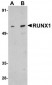 RUNX1 Antibody